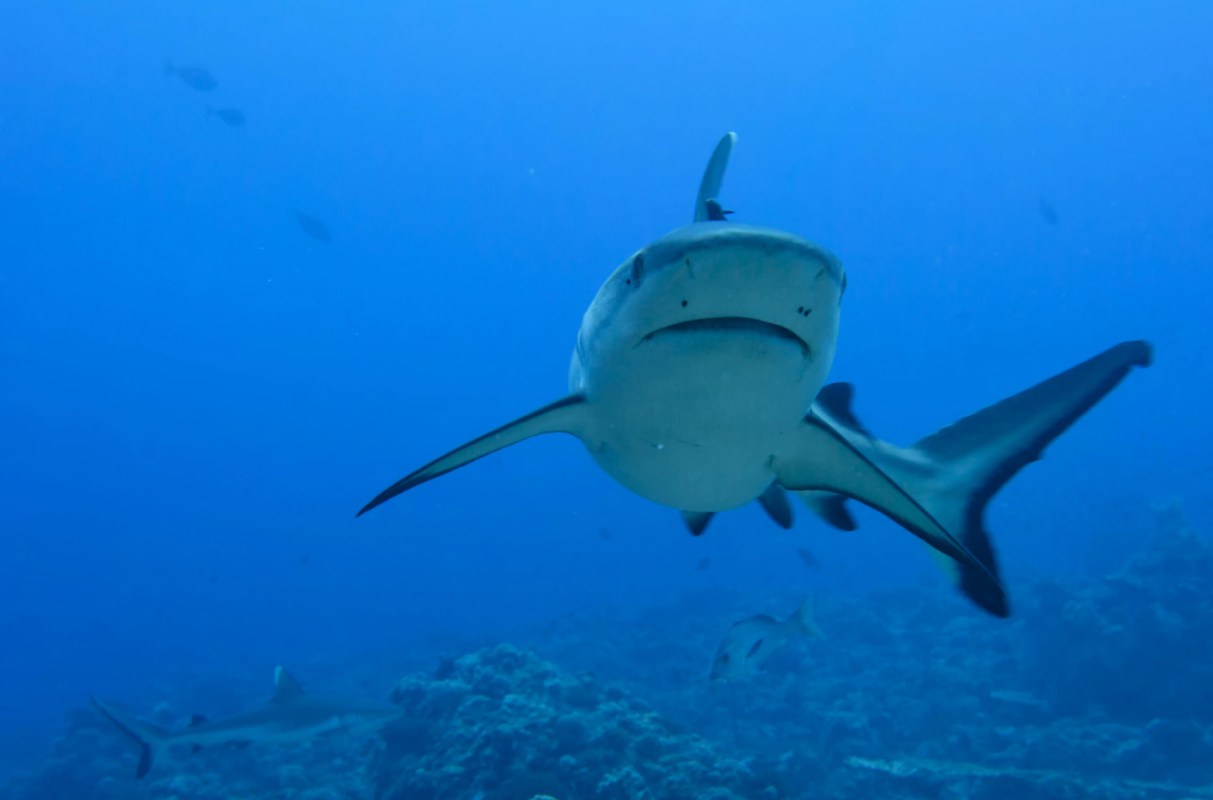 "It's just one giant, gnarly flesh wound."