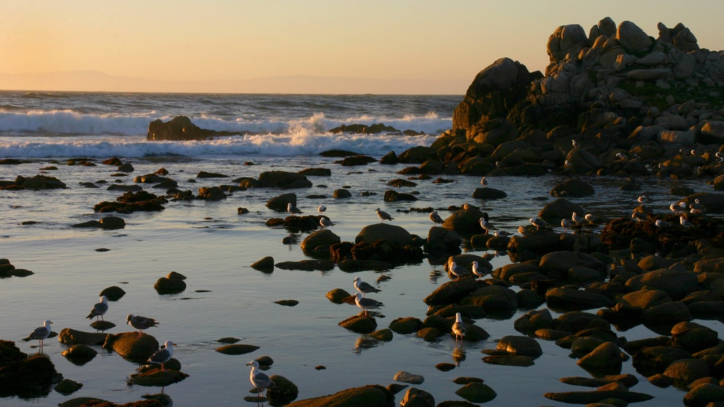 Rescuers ran initial tests for bird flu, which came back negative.