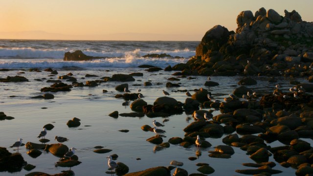 Rescuers ran initial tests for bird flu, which came back negative.