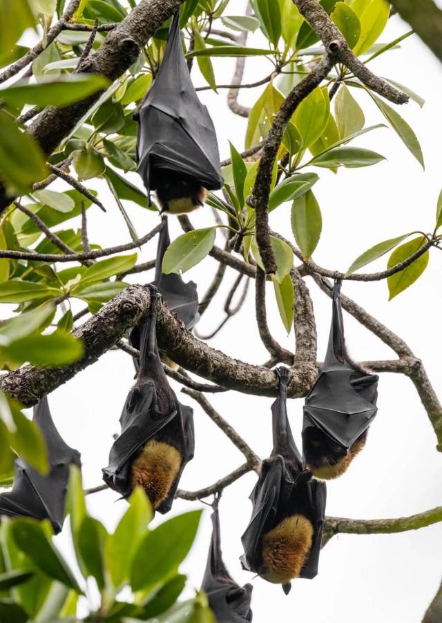 "The problems they cause can be managed."