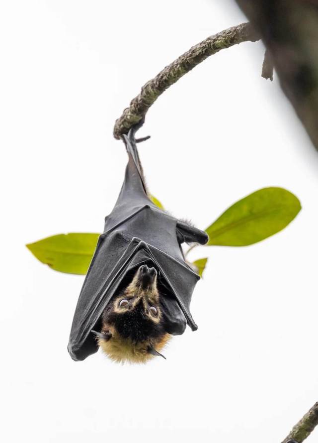 "The problems they cause can be managed."