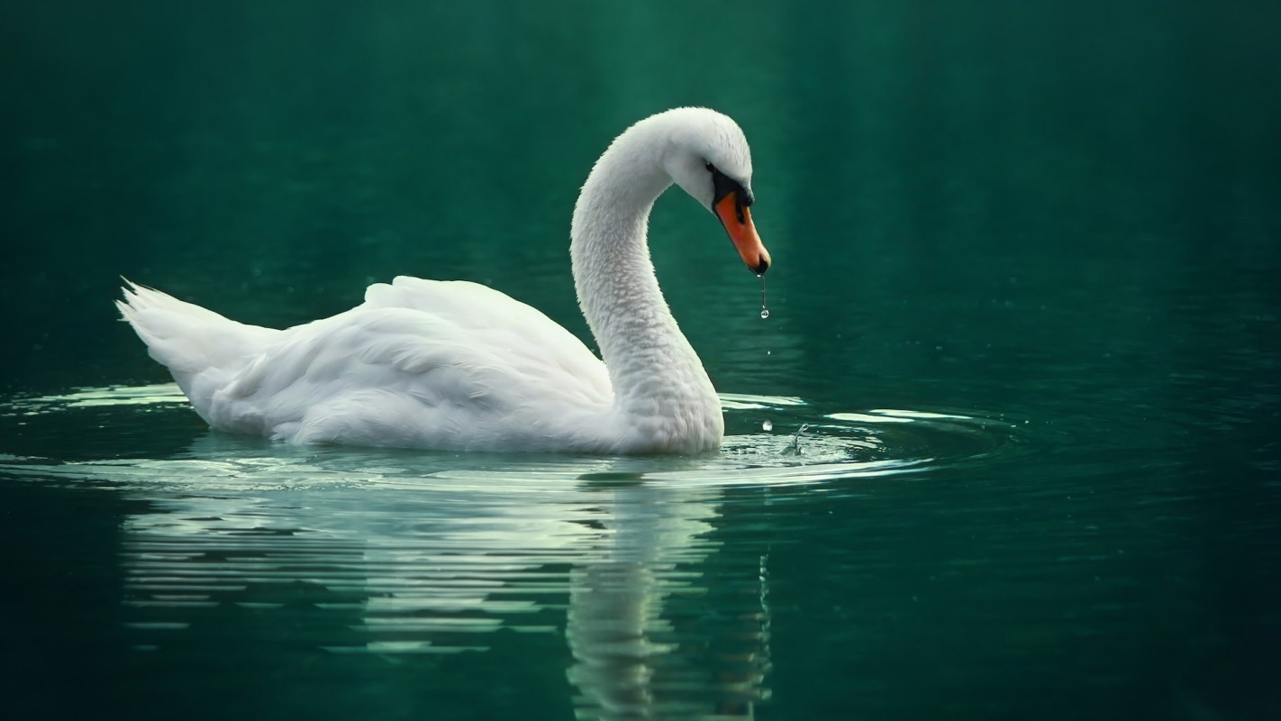 "They will be served an instant ban."