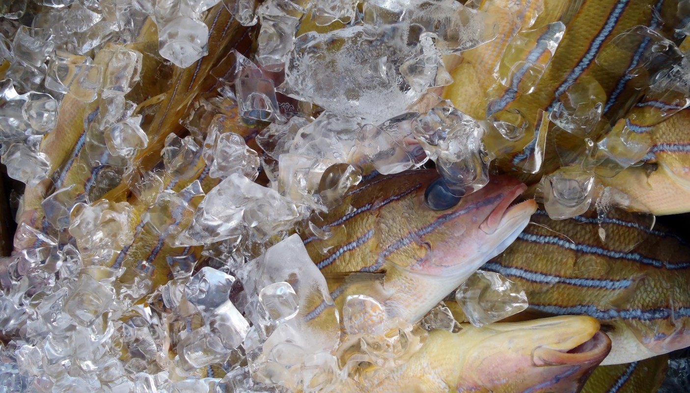 Sometimes the best way to deal with a problem species is to eat it.