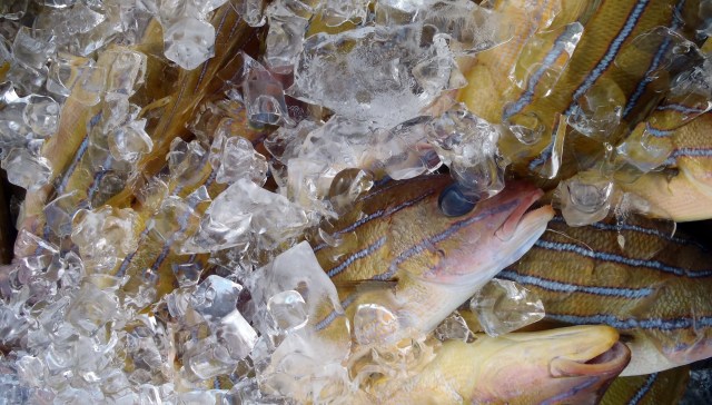 Sometimes the best way to deal with a problem species is to eat it.