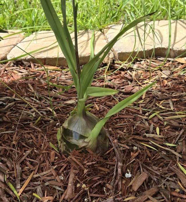 "This just popped out of my yard."