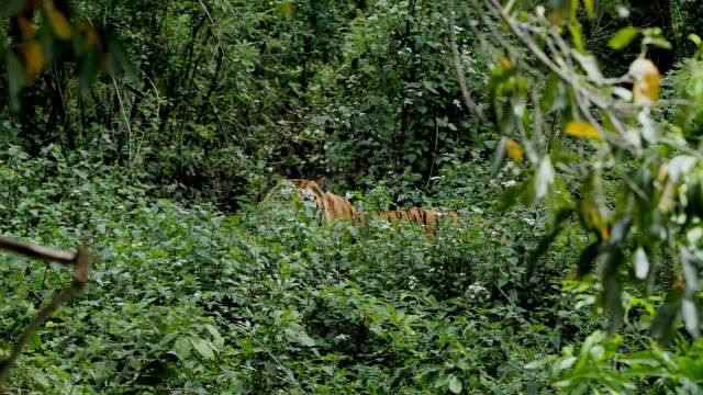 Trail cameras are an essential part of wildlife conservation.