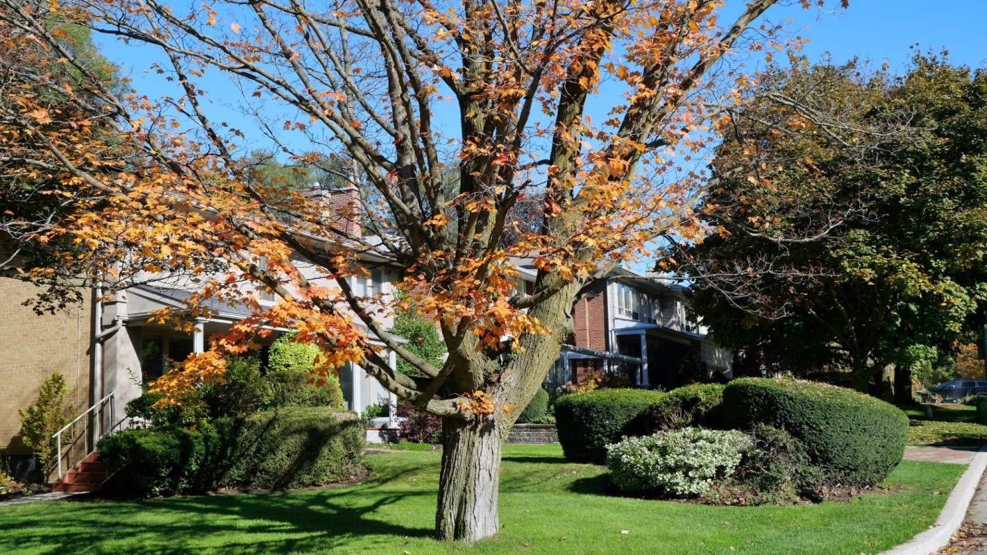 “Tree: injured. HOA: hold my beer..."