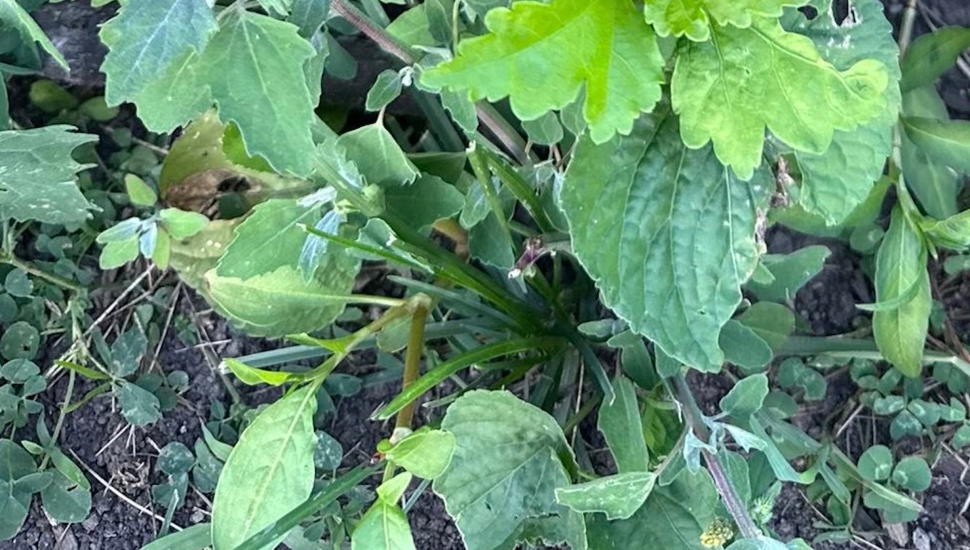 "A conversation with the neighbor is perhaps the first step."