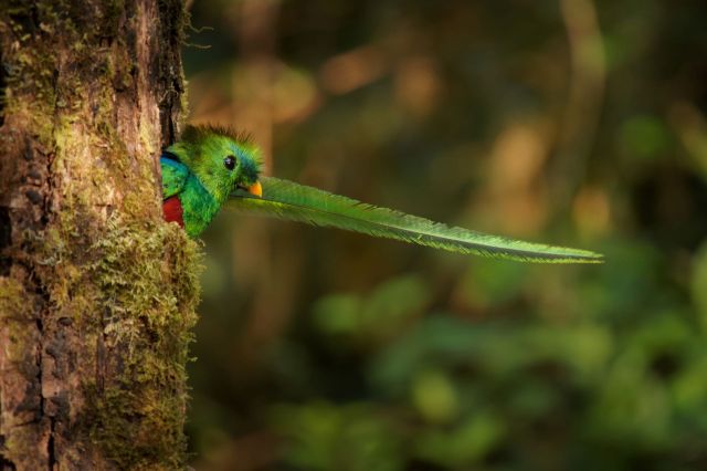 "We need to continue examining different causes of population declines and apply those findings to conservation initiatives."