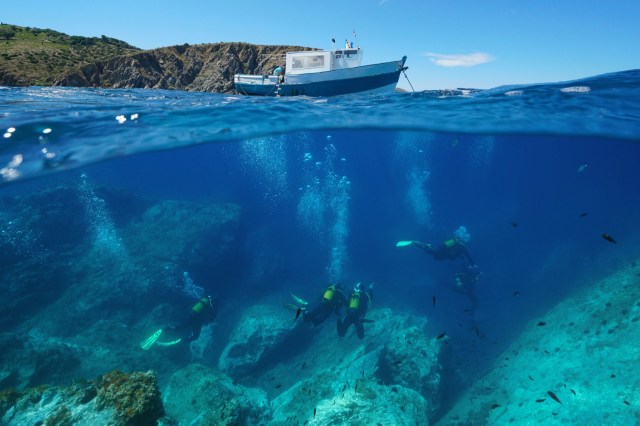 "About a decade ago, we saw one or two of them. Now we're talking about 15 or 20 per dive."