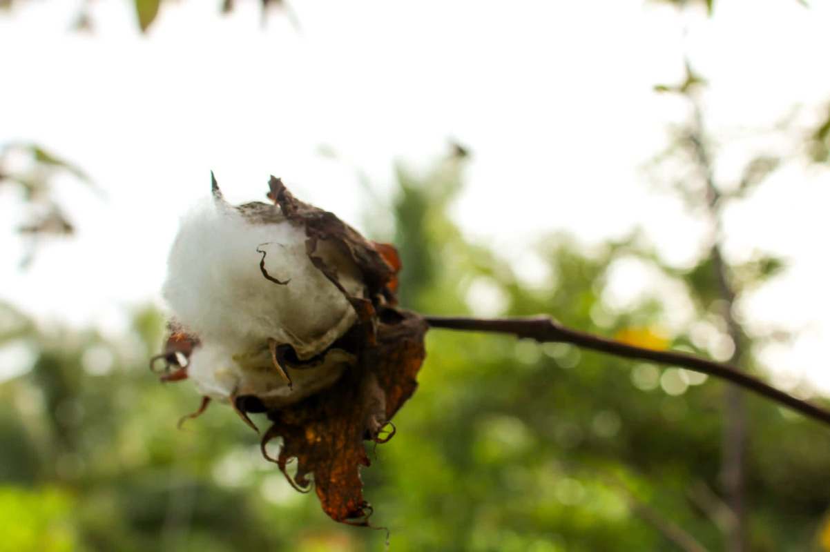 They have two telltale dots, which clearly mark them.