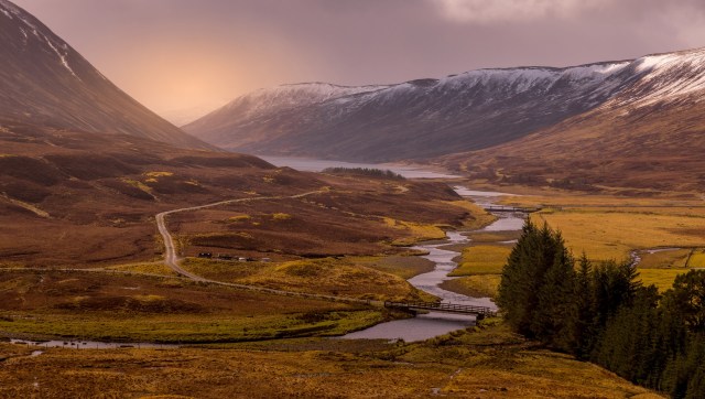 The creatures are causing numerous problems.