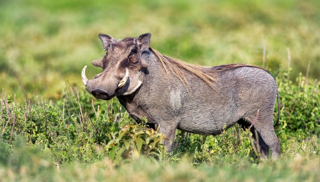 "That boar will literally gut you like a fish."