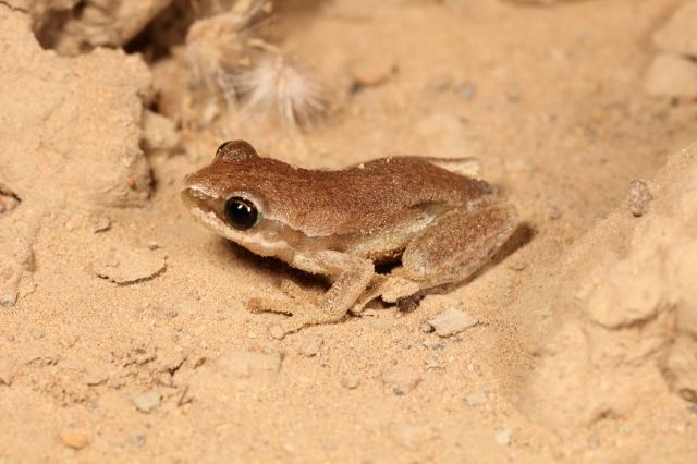 "Think of it like a contact lens or like any rice."