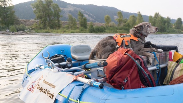 The dogs will continue to return each summer as new infestations are being found.