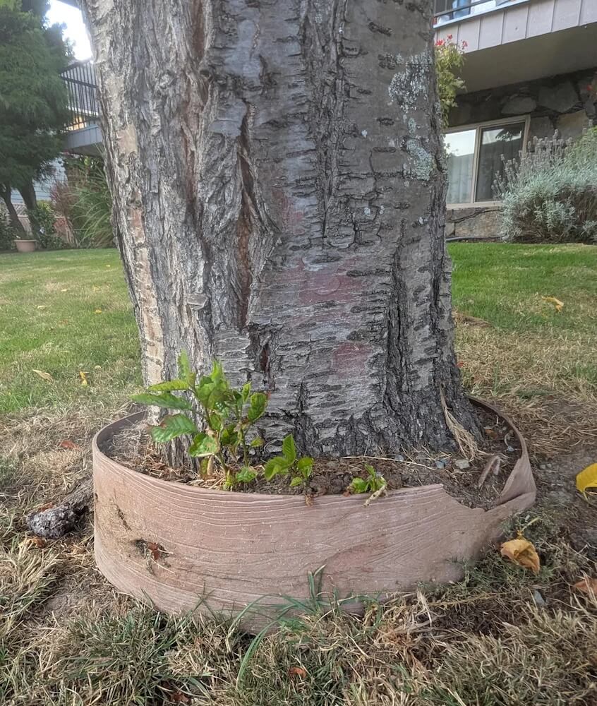 The Reddit thread filled with blunt responses.