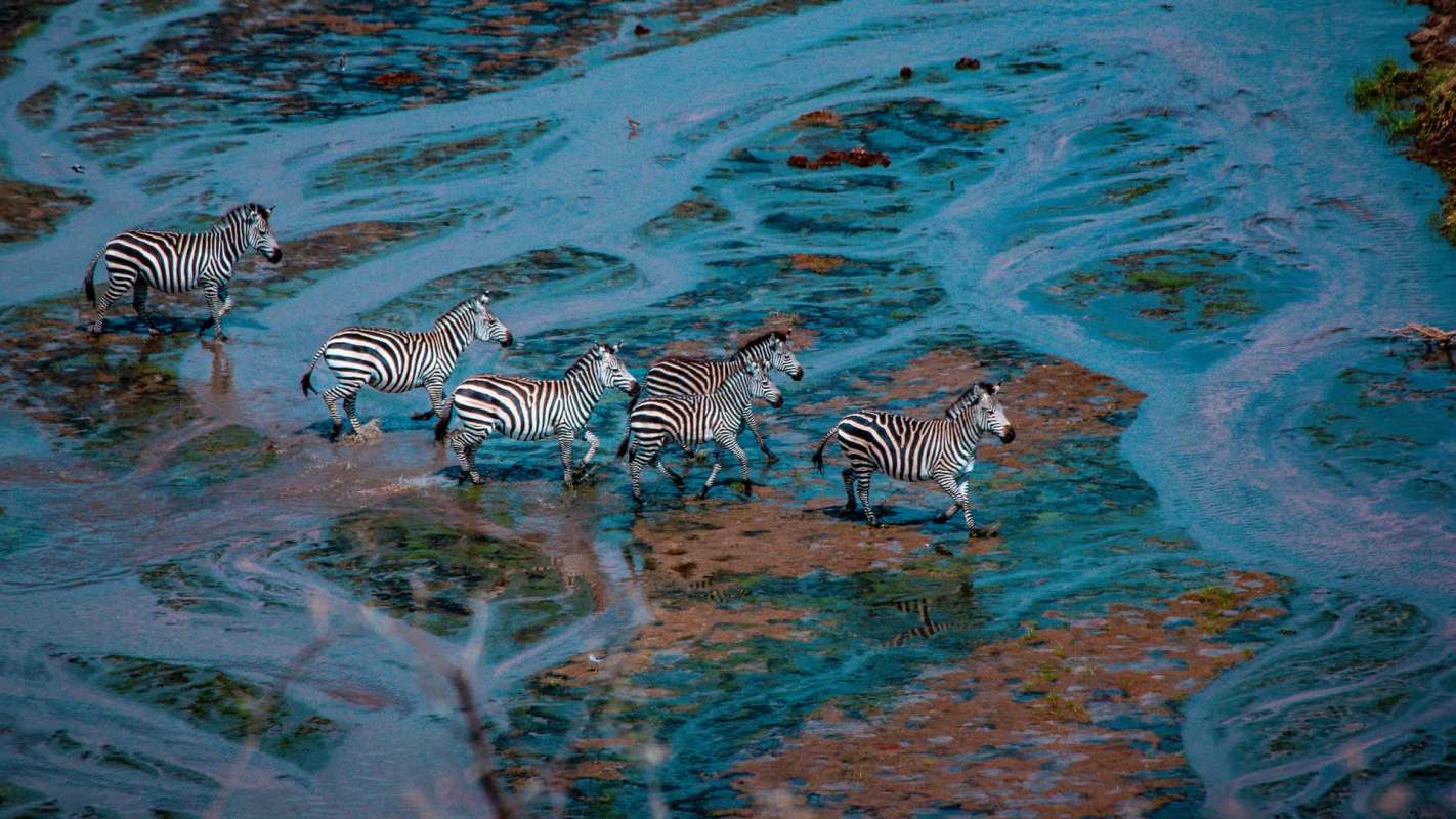 "Many vehicles filled with tourists gather to witness this dramatic moment."