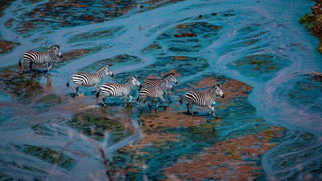 "Many vehicles filled with tourists gather to witness this dramatic moment."