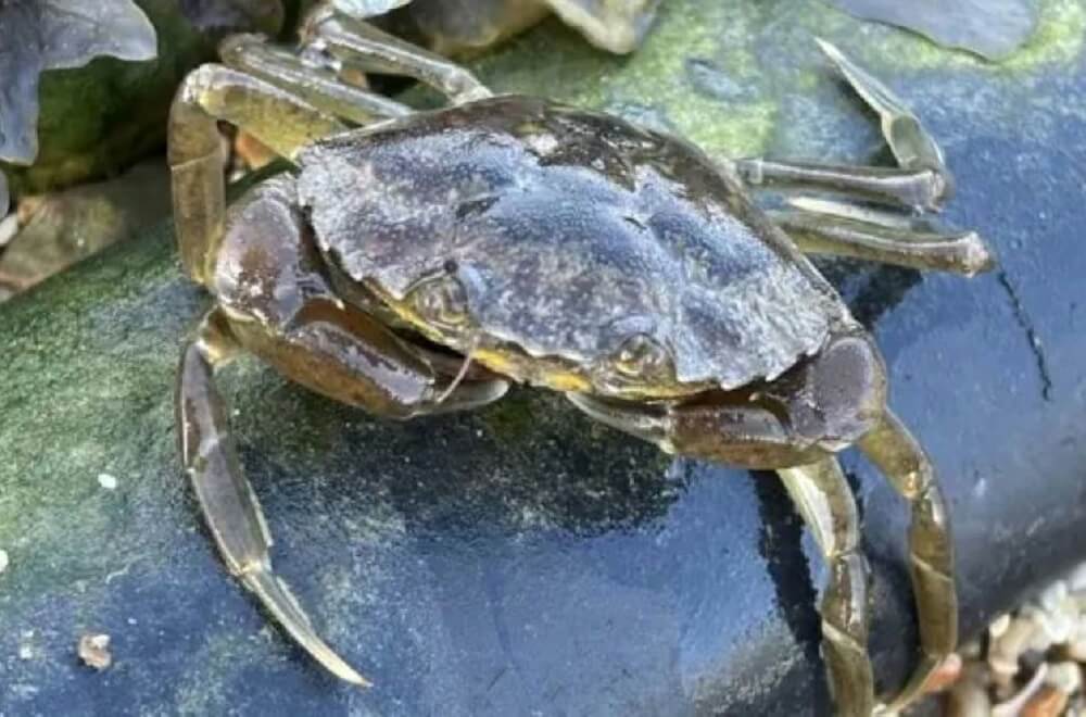 "Clear behavioral differences."