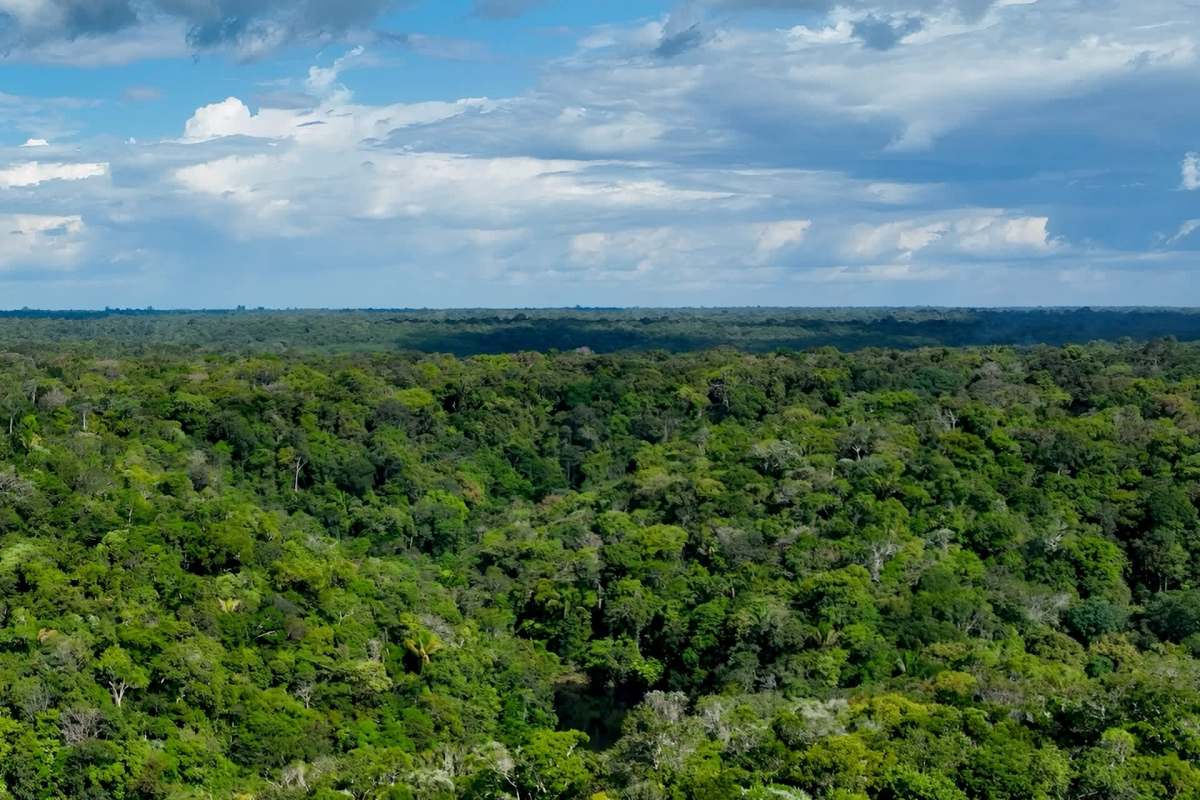 "What happens to big trees ... is now mission-critical."