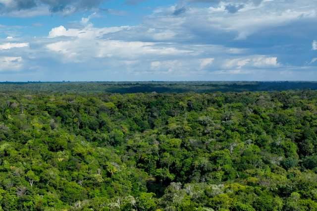 "What happens to big trees ... is now mission-critical."