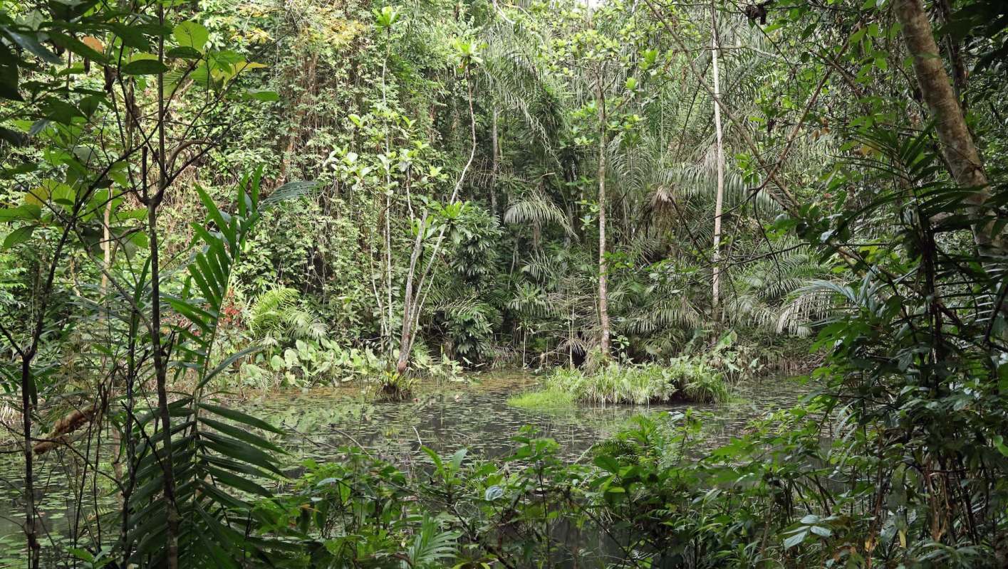 The closed season for hunting in Ghana's Ankasa Conservation Park has returned some impressive results, according to 3News.