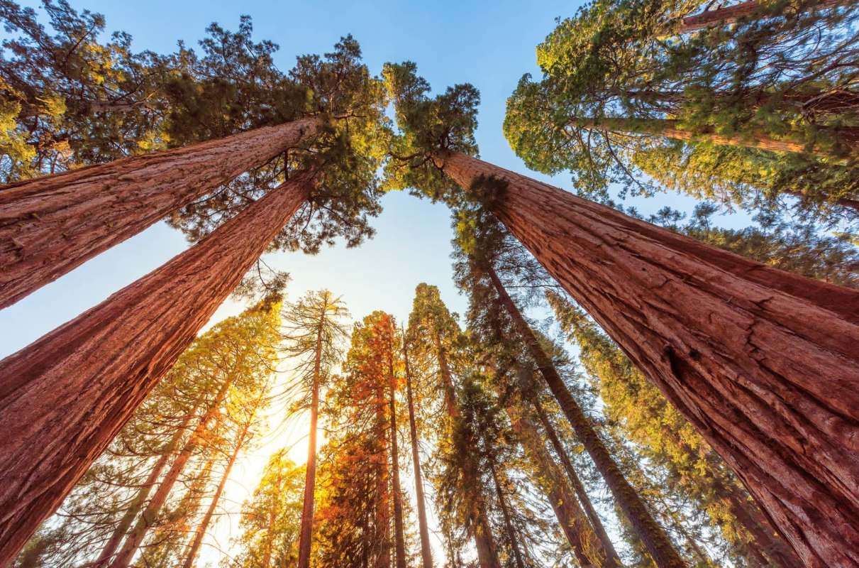 Apple just announced a new initiative to protect and restore 14,000 acres of California's iconic coastal redwood trees.