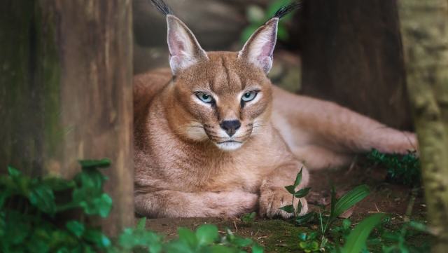 Researchers in the United Arab Emirates are celebrating a breakthrough for wildlife conservation after trail cameras in Fujairah's Wadi Wurayah National Park captured stunning new images of a Critically Endangered Arabian lynx.