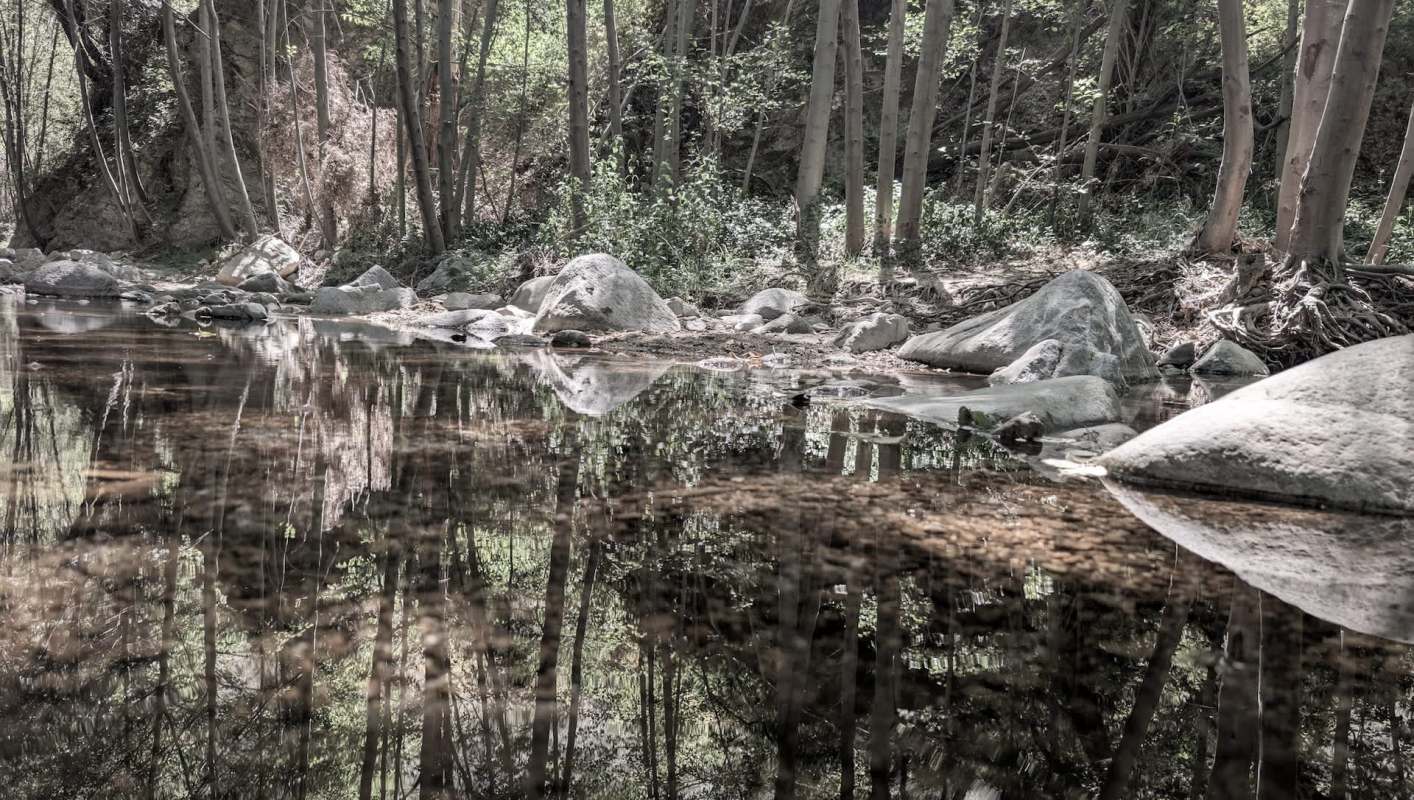 Officials in Pasadena, California, have issued a warning about non-native plants in the Arroyo Seco that are fueling wildfire risks.