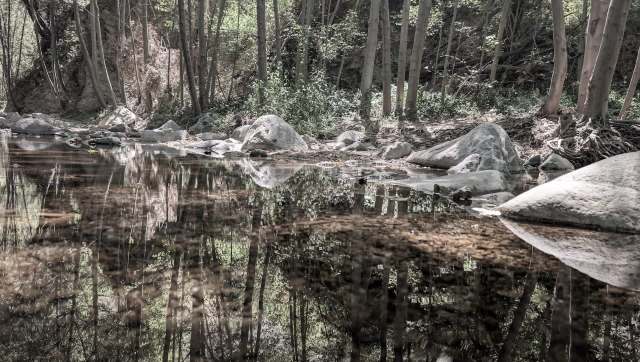 Officials in Pasadena, California, have issued a warning about non-native plants in the Arroyo Seco that are fueling wildfire risks.