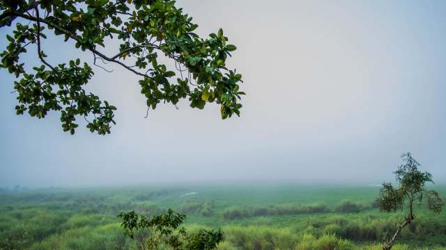 A camera trap has captured something incredible in India’s Kaziranga-Karbi Anglong landscape — the endangered Asiatic wild dog, also known by its scientific name Cuon alpinus.