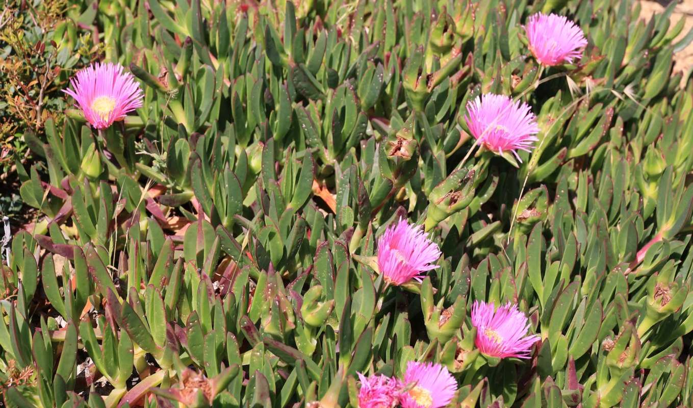 Researchers analyzed more than 1,700 photographs from social media and other platforms to track the spread of Carpobrotus, an invasive plant.