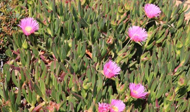 Researchers analyzed more than 1,700 photographs from social media and other platforms to track the spread of Carpobrotus, an invasive plant.
