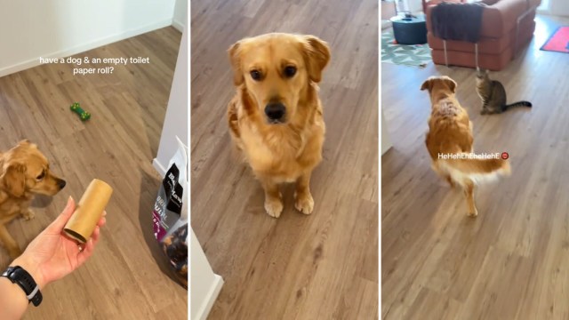 One clever TikTok pet account shared an easy hack for a DIY dog toy that also helps avoid cardboard waste.