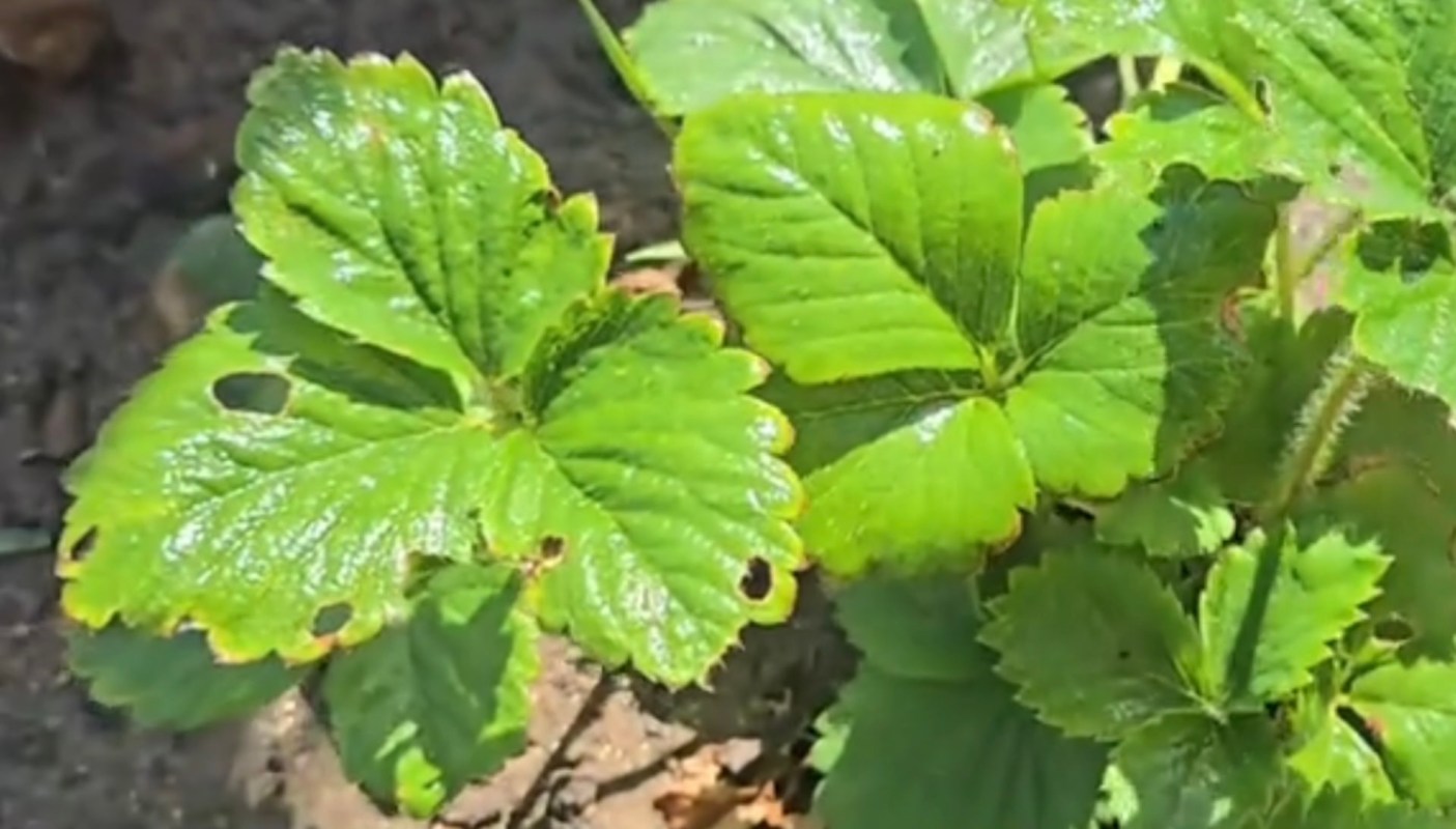 This recipe is also very cost-effective.