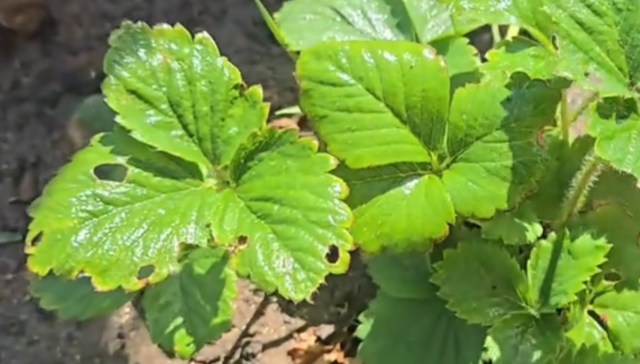 This recipe is also very cost-effective.