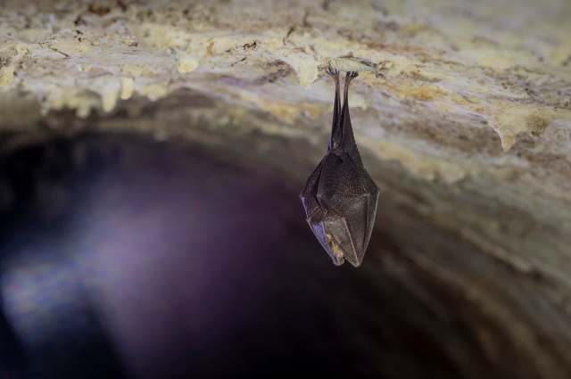 One bat species is turning in early for the season — Daubenton's bats are now hibernating a month sooner than before.