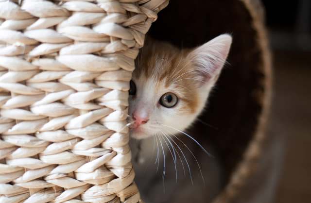 See how Decor Systems, an Australian company, turns its industrial waste into popular pet products.