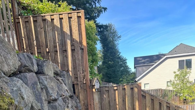 One frustrated Portland homeowner's shared pictures from the front lines of their ongoing battle with a pesky foreign invader: English ivy.