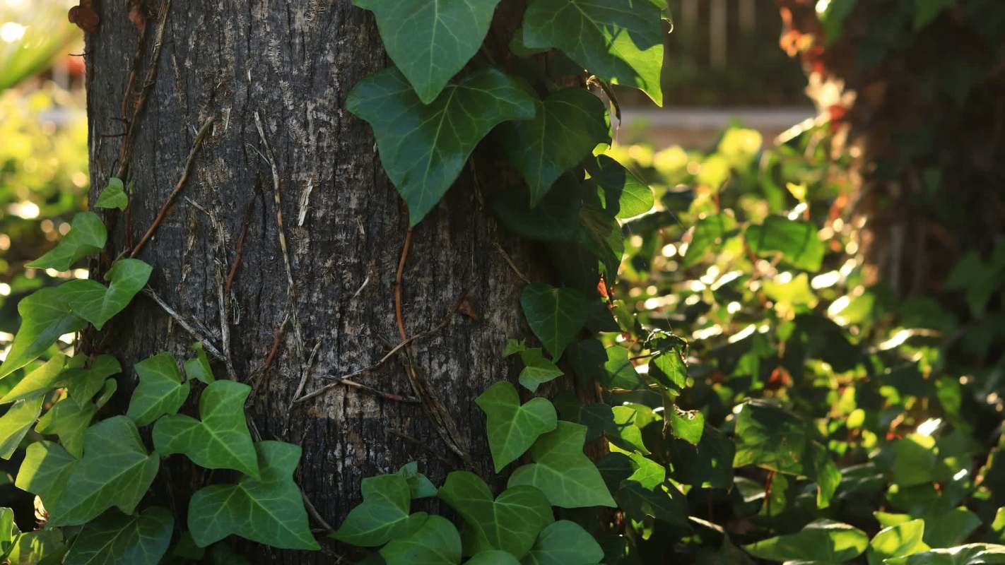 One homeowner showed the incredible upgrade you can expect when you remove invasive English ivy from trees.