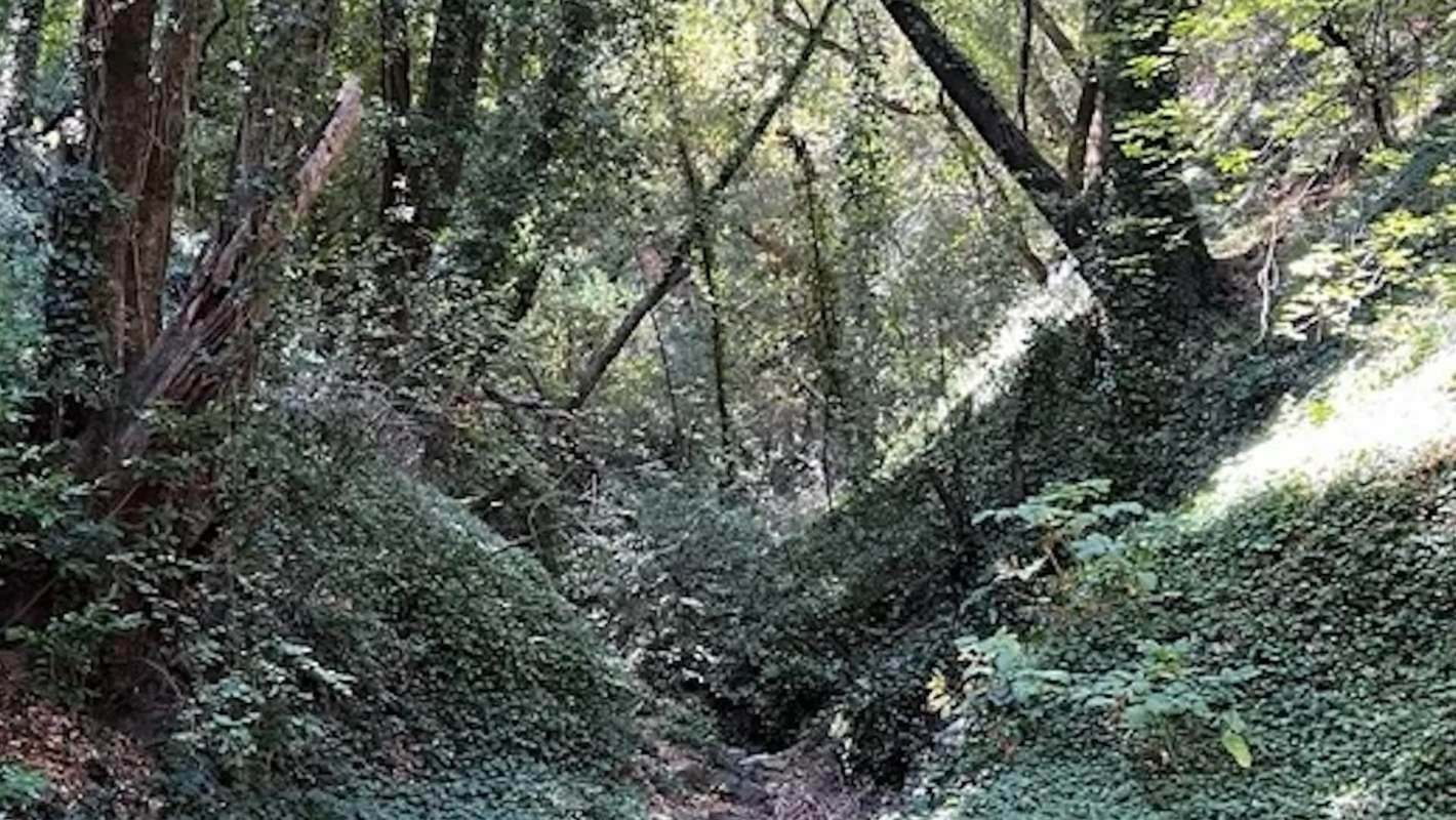 One Reddit user's photo showed a forest completely swallowed by English ivy — an invasive plant notorious for suffocating trees.