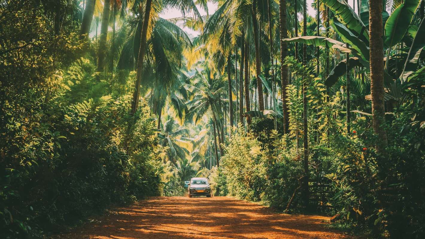 Researchers could utilize trail cameras.