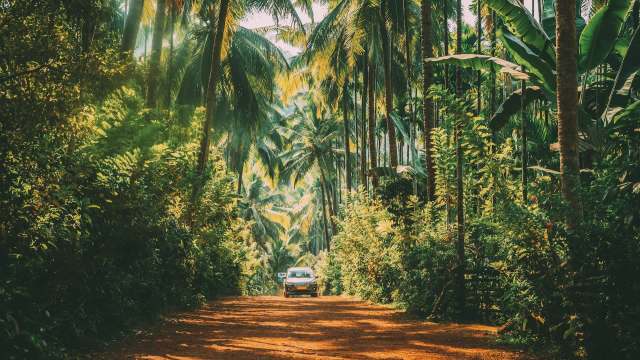 Researchers could utilize trail cameras.