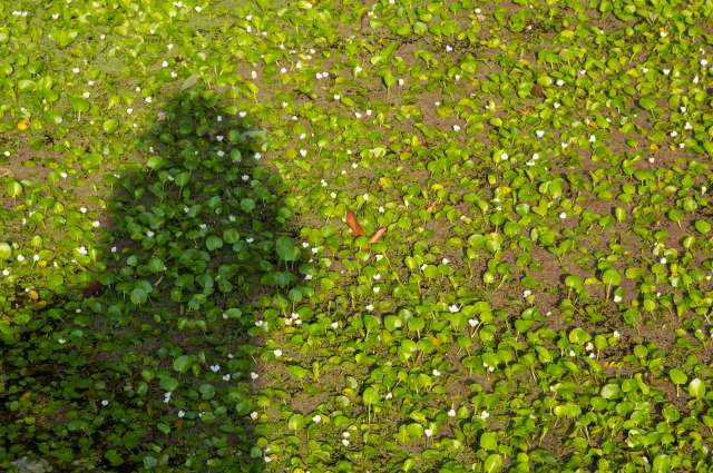 Texas' game wardens are struggling to stop the swift spread of Giant Salvinia, an invasive species in Lake Palestine.