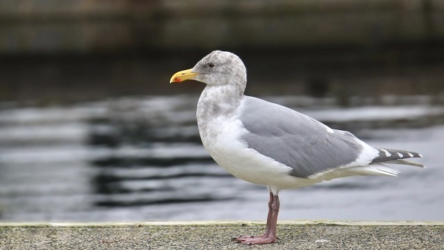 "Every animal we help is a reminder of the impact we can have."