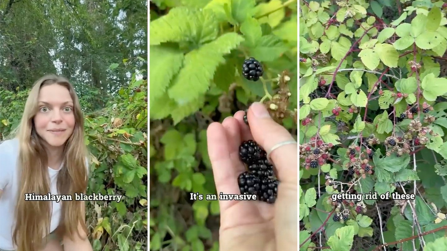 "Their seeds are located inside their fruits."