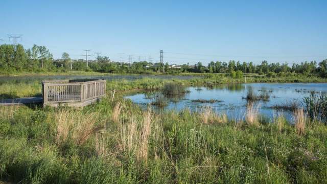 A new study from the University of Illinois Urbana-Champaign warned that a 2023 Supreme Court decision has stripped away protections from Illinois' wetlands.