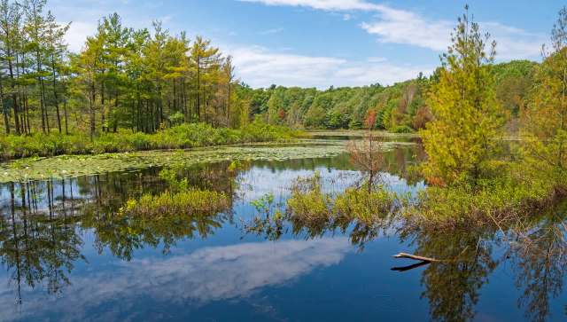 The Karner blue butterfly, once critically endangered, is now making a comeback in Michigan.