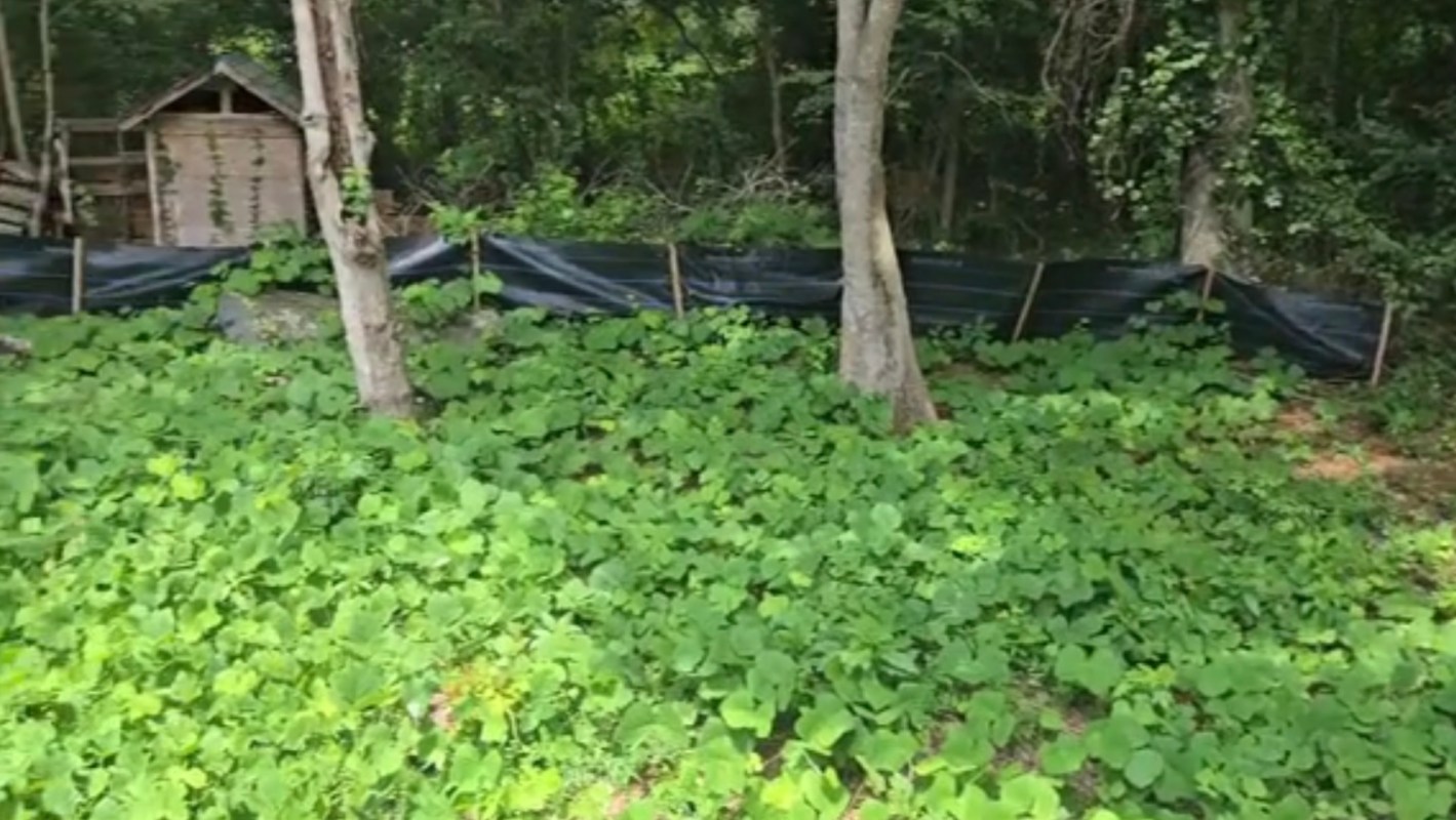 One homeowner shared a viral TikTok video showing their kudzu-infested backyard, which they were happy to be rid of.