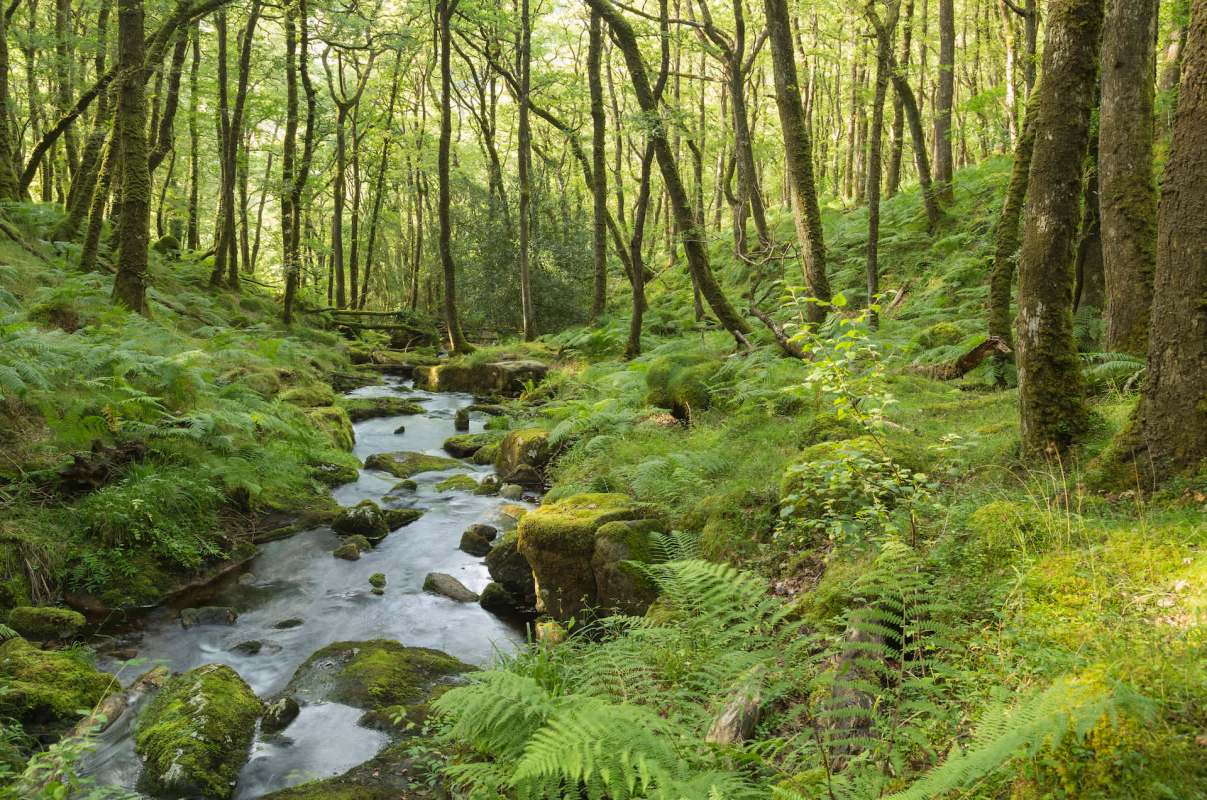 For the first time, the Little Arboreal Ladybird has been spotted in southern England, and its arrival is more than just a fun find for insect fans.